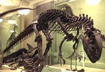 American Museum of Natural History